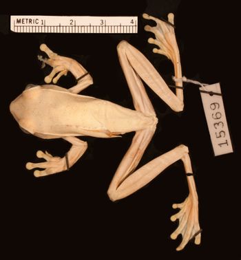 Media type: image;   Herpetology A-15369